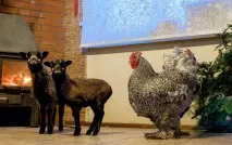 Житель Ленобласті зумів подружити півнів екзотичних порід півнів