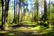 Заповідник Біловезька пуща в Білоукраїнсії опис біловезька