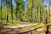 Заповідник Біловезька пуща в Білоукраїнсії опис заповідник