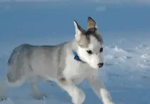 західносибірська