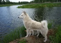який