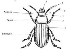 granulatus