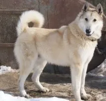 західносибірська