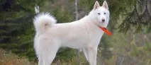 лайка