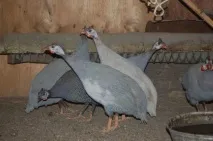 вміст