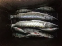 аландський