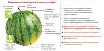 Як вибрати кавун стиглий і солодкий стиглий
