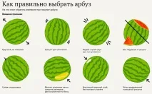 Як вибрати кавун стиглий і солодкий стиглий