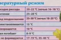 Як вирощувати огірки посадка, догляд, збирання вражаючи - My Life посадка