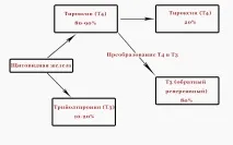 Аналіз на гормони щитовидної залози які гормони необхідно здавати при патології щитовидної гормони