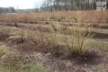 Андрій Костюков Мільярдером фермер не буде, але на хліб йому вистачить мільярдером