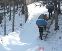 тигровий