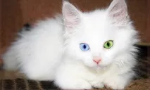 Коти-плавці води