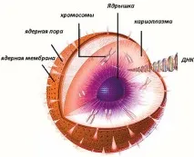 оболонки