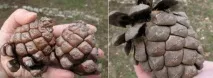 Чорногорія. Зимовий Тіват Архангела