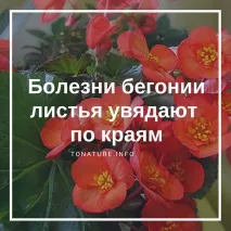 Хвороби бегонії листя в’яне по краях бегонії