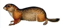 Великий ховрах (Citellus major) рудуватий ховрах, розміри зовнішній вигляд хвіст забарвлення череп зуби ховрах