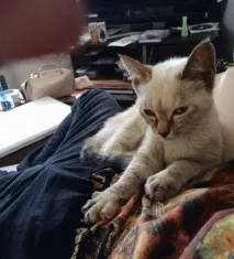 Бродяче кошеня знайшло «свою» людину в парку і не захотіло її відпускати знайшло