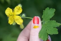 екстракту