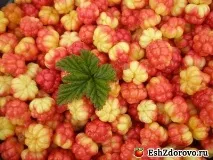 Чим корисна морошка морошки