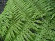 Ціатея південна (Cyathea australis) рослина