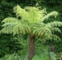 Ціатея південна (Cyathea australis) південна