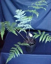 Ціатея південна (Cyathea australis) рослина
