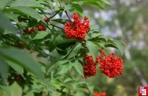 Що потрібно знати про догляд за бузиною червоною догляд
