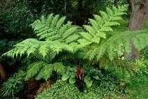 Ціатея південна (Cyathea australis) australis
