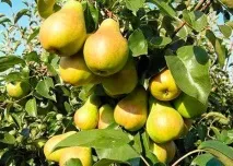 Що потрібно знати при покупці саджанців Домогосподарка потрібно