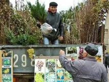 Що потрібно знати при покупці саджанців Домогосподарка покупці