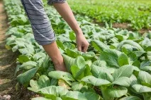Капуста китайська листова пак-чій - Капуста - Клуб помідорівників пак-чій