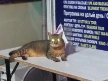 котките