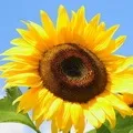 Квітка () 9 букв - пошук слів за маскою та визначенням, відповіді на сканворди пошук