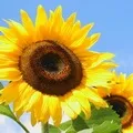 Квітка () 9 букв - пошук слів за маскою та визначенням, відповіді на сканворди пошук
