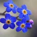 Квітка () 9 букв - пошук слів за маскою та визначенням, відповіді на сканворди букв