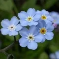 Квітка () 9 букв - пошук слів за маскою та визначенням, відповіді на сканворди букв
