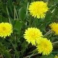 Квітка () 9 букв - пошук слів за маскою та визначенням, відповіді на сканворди пошук