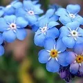 Квітка () 9 букв - пошук слів за маскою та визначенням, відповіді на сканворди букв