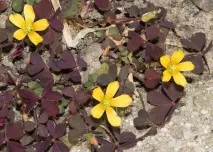 Квітка та кімнатна рослина кислиця звичайна домашня на фото трикутна, лісова та ін. домашня