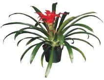 Guzmania