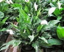 spathiphyllum