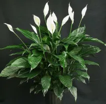 spathiphyllum