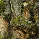 Дерево на камінь за кілька днів » PromWood » Фізико-механічні » Властивості деревини » promwood