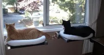 Дизайн для котів – Це цікаво! цікаво