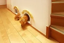Дизайн для котів – Це цікаво! дизайн