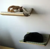 Дизайн для котів – Це цікаво! котів