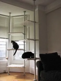 Дизайн для котів – Це цікаво! котів