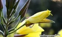 Енотера квітка енотера