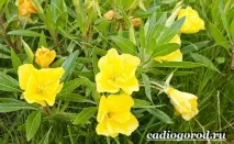 Енотера квітка енотери